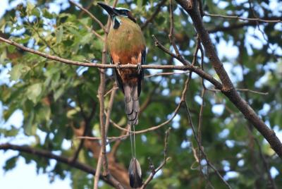 Tour privado a pie de aves en El Salvador Tour privado a pie de aves en El Salvador