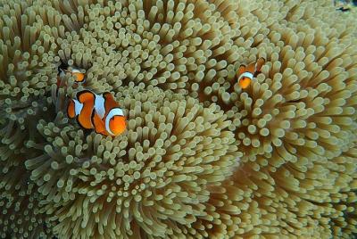 Surin Islands 3 días 2 noches de viaje desde Khao Lak