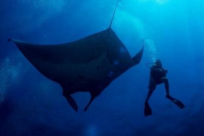 2 días de Similans Scuba Diving desde Phuket