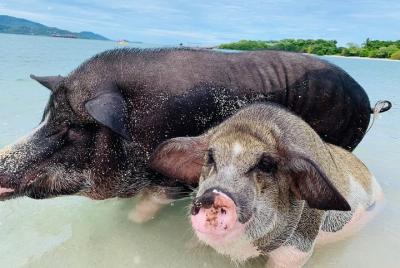Excursión de snorkel y turismo por la isla de Pig en barco de cola larga desde Koh Samui