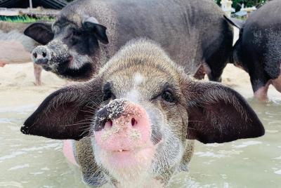 Tour por la isla de los cerdos en bote de cola larga