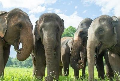 Visita al santuario de elefantes ético de medio día de Koh Samui Jungle