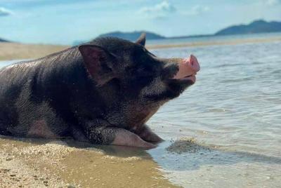Experiencia en la isla Pig con snorkel y kayak en lancha rápida