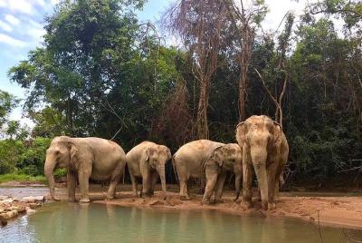 Santuario de elefantes en Koh Samui