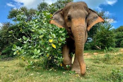 Koh Samui: tour de observación de medio día del elefante etíope
