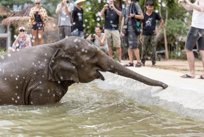 Cuidado de elefantes de medio día en Samui