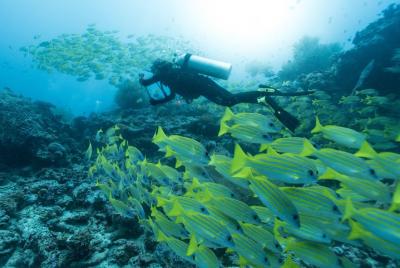 Open Water Diver Open Water Diver