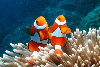 Programa de submarinismo de 1 día en Ko Lipe Satun