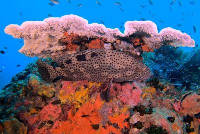 PADI Discover Scuba Diving en Koh Phangan (Principiantes)