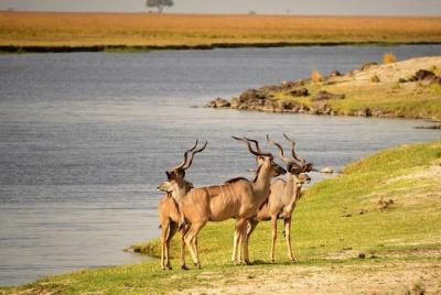 Excursión de un día a Chobe desde las cataratas Victoria