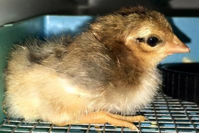 Entradas Phuket Orchid Farm Entrance