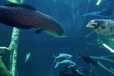 Acuario Phuket y AR Trick Eye Museum Combo Tickets