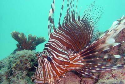 Buceo en Kata Beach, 3 horas de viaje Buceo en Kata Beach, 3 horas de viaje
