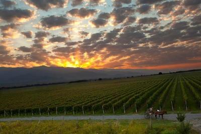 Viaje de un día a Kakheti (Wine Tour)