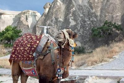 Consigue el joroba en el paseo en camello de Capadocia