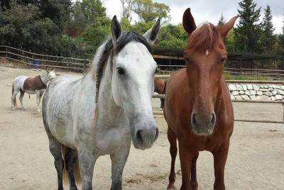 Kusadasi Horse Safari Tour para una experiencia inolvidable Kusadasi Horse Safari Tour para una experiencia inolvidable