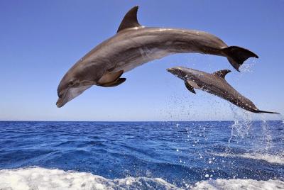 Crucero por las islas Dolphins