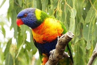 Parque Natural Rainbow Parrot en Port Vila Parque Natural Rainbow Parrot en Port Vila