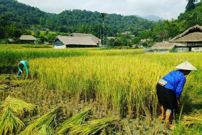 Una excursión de un día a Ha Giang: agricultura con la población local