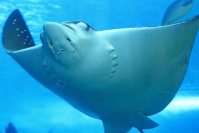 Excursión de buceo de superficie en Hol Chan Marine Reserve y Shark Ray Alley de Belice desde Cayo Ambergris Excursión de buceo de superficie en Hol Chan Marine Reserve y Shark Ray Alley de Belice desde Cayo Ambergris