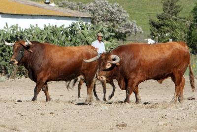 Visita privada al rancho Brave Bull Visita privada al rancho Brave Bull's & Jerez de la Frontera desde Sevilla.