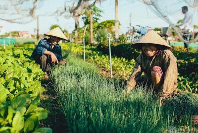 Excursión de un día a Hoi An Fish & Rice - Visita a la aldea de vegetales Tra Que y Cam Thanh Excursión de un día a Hoi An Fish & Rice - Visita a la aldea de vegetales Tra Que y Cam Thanh