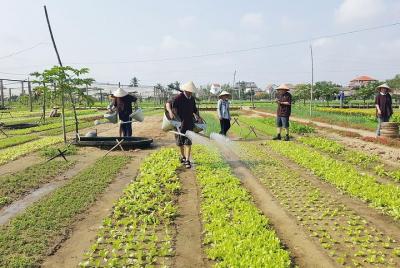 Tra Que Organic Vegetable Village - Experiencias de agricultura y cocina Tra Que Organic Vegetable Village - Experiencias de agricultura y cocina