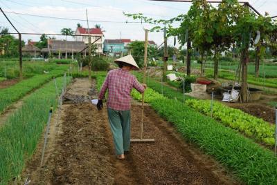 Tra Que Herb Village y clase de cocina Tra Que Herb Village y clase de cocina