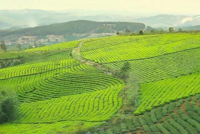 Excursión de un día a las nuevas y famosas atracciones turísticas de Da Lat