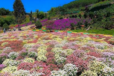 Excursión de un día a Da Lat Hot Attractions Discovering