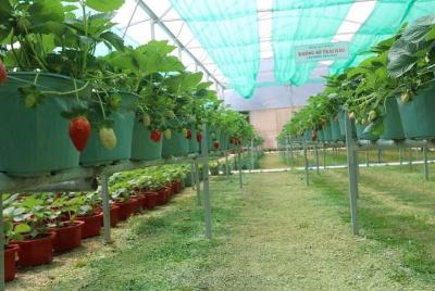 Đà Lạt Tour de 1 día por el campo