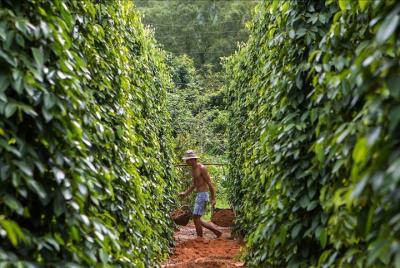PHU QUOC Tour: descubrimiento de medio día al norte de la isla