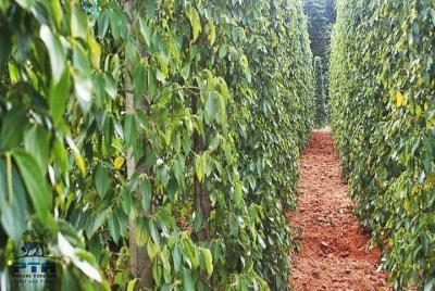 Tour en bicicleta por la isla norte de Phu Quoc