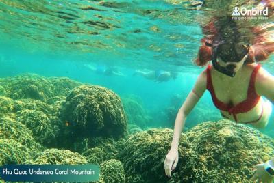 PRIVADO: snorkel en Coral Mountain & U-Turn reef temprano en la mañana