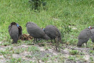 De las Cataratas Victoria a Chobe Day Game Safari