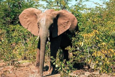 Grupo pequeño: experiencia de safari del amanecer al atardecer