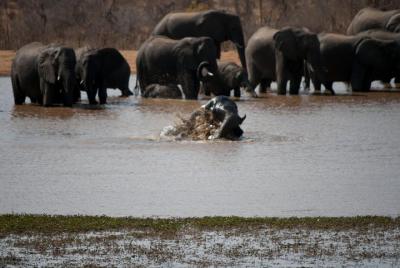 Excursión de un día a Chobe - Desde Victoria Falls