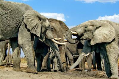 Chobe 4x4 Safari y Boat Safari con almuerzo incluido 1 día