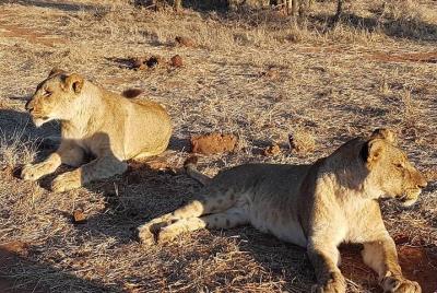 Excursión de un día a Chobe desde las cataratas Victoria