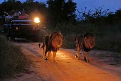 Night Game Drive y Bush Dinner de Victoria Falls