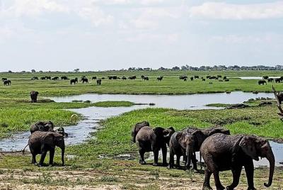 Excursión privada de un día a Hwange Safari desde las cataratas Victoria