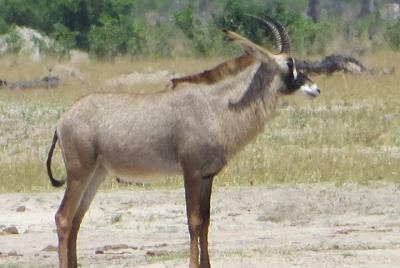 Camping y safaris en Hwange Bush