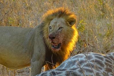 Excursión de un día al Safari en el Parque Nacional Chobe desde las cataratas Vic