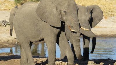 Escapada de un día a Hwange desde las Cataratas Victoria