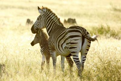 Excursión guiada privada de día completo a Safari por Hwange con almuerzo