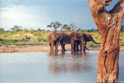 Excursión de día completo al Parque Nacional Hwange con recogida en el hotel