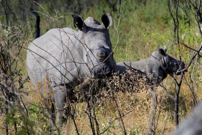 ¡Rhino Encounter Game Drive en Victoria Falls!