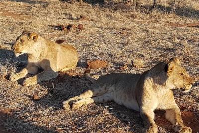 Excursión de un día a Chobe desde las cataratas Victoria