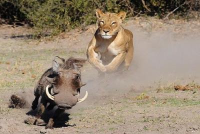 Safari con acampada de 2 días en el Parque Nacional de Chobe desde Kasane