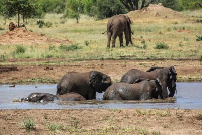 Descubre las Cataratas Victoria, el Parque Nacional Hwange y el Parque Nacional Chobe en 5 días
